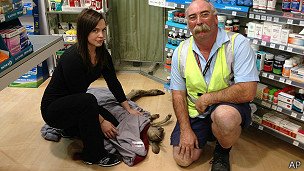 Из-за раненого кенгуру закрыли аэропорт в Мельбурне