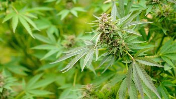 Более 100 килограммов марихуаны были изъяты в Бурятии